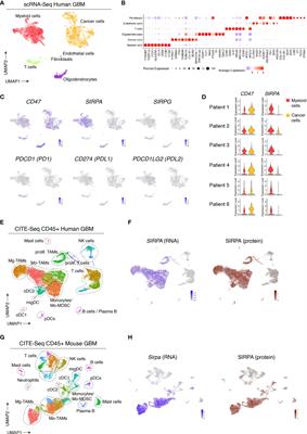 Imaging of Glioblastoma Tumor-Associated Myeloid Cells Using Nanobodies Targeting Signal Regulatory Protein Alpha